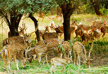 Wildlife in Hyderabad