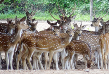 Wildlife in Karimnagar