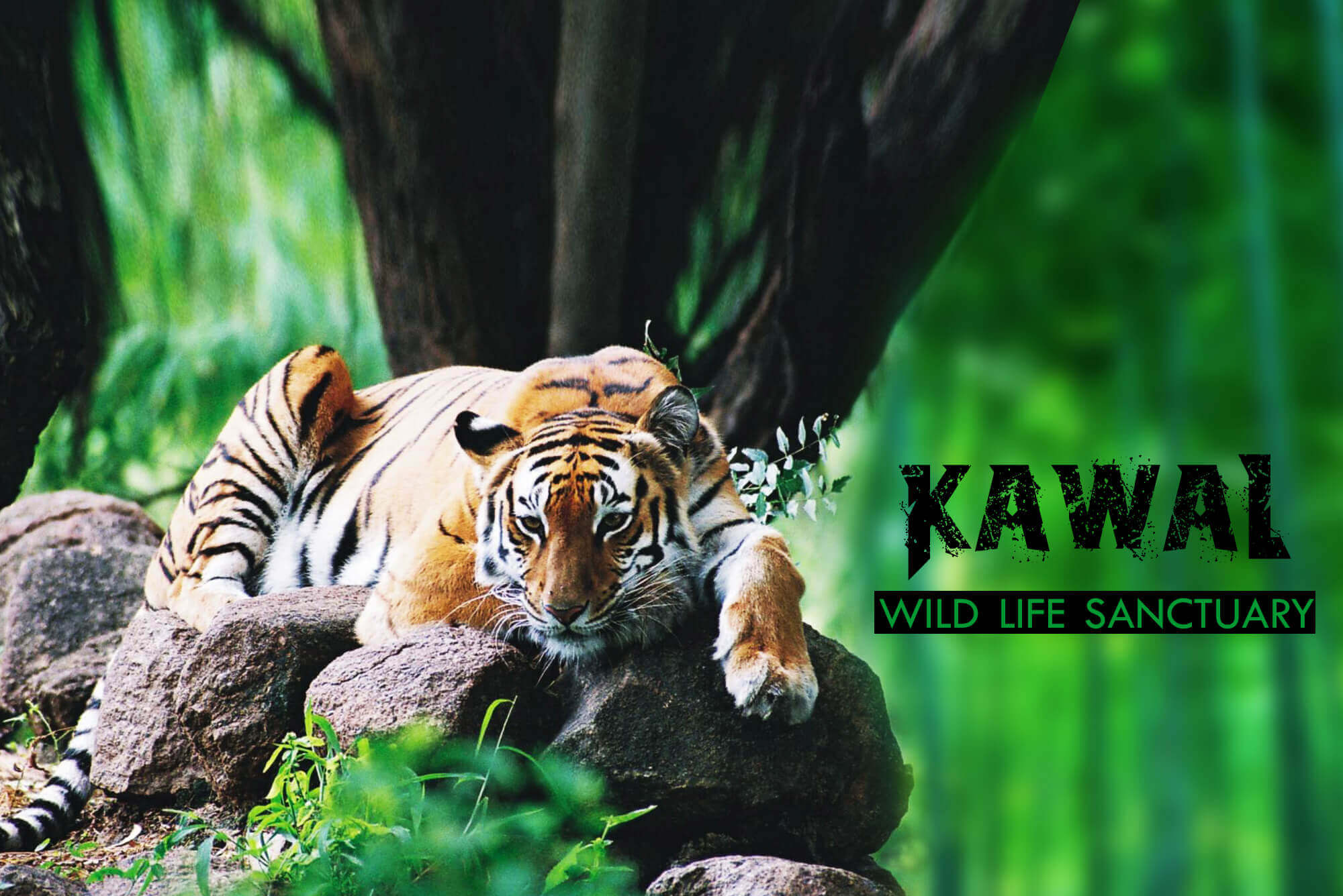 Kawal Wildlife Sanctuary